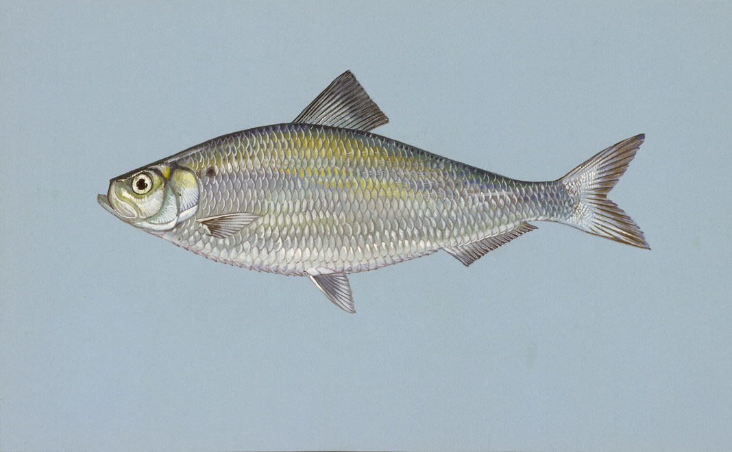 louisiana freshwater fish