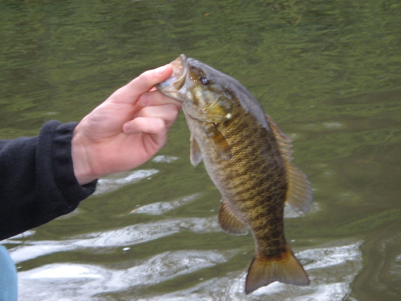 Smallmouth Bass