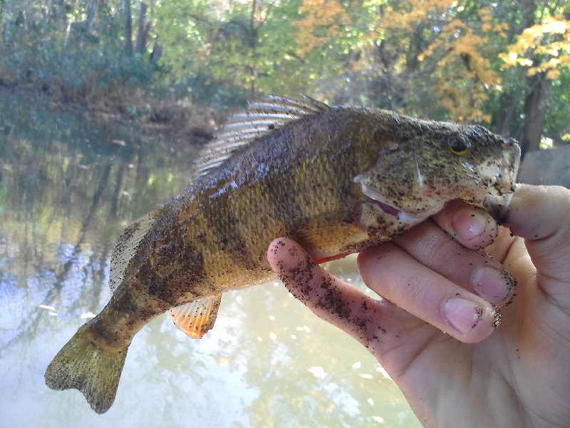 Yellow Perch