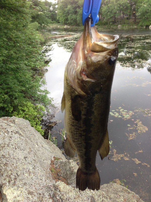 2014-06-12 #1 3 lb LMB