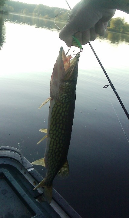 pickerel