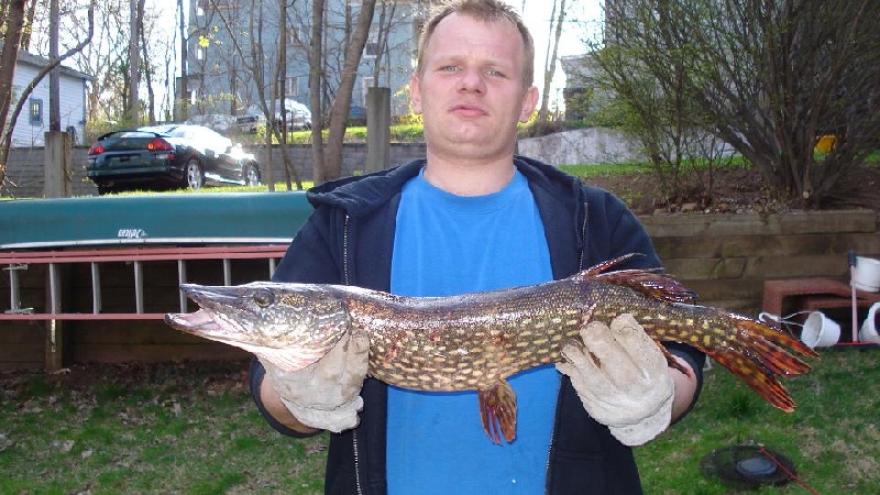 northern pike